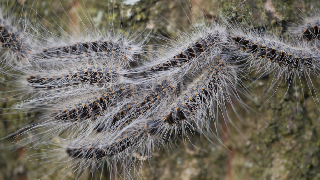 Voorkom jeuk door de processierups met veilige reinigingstrips