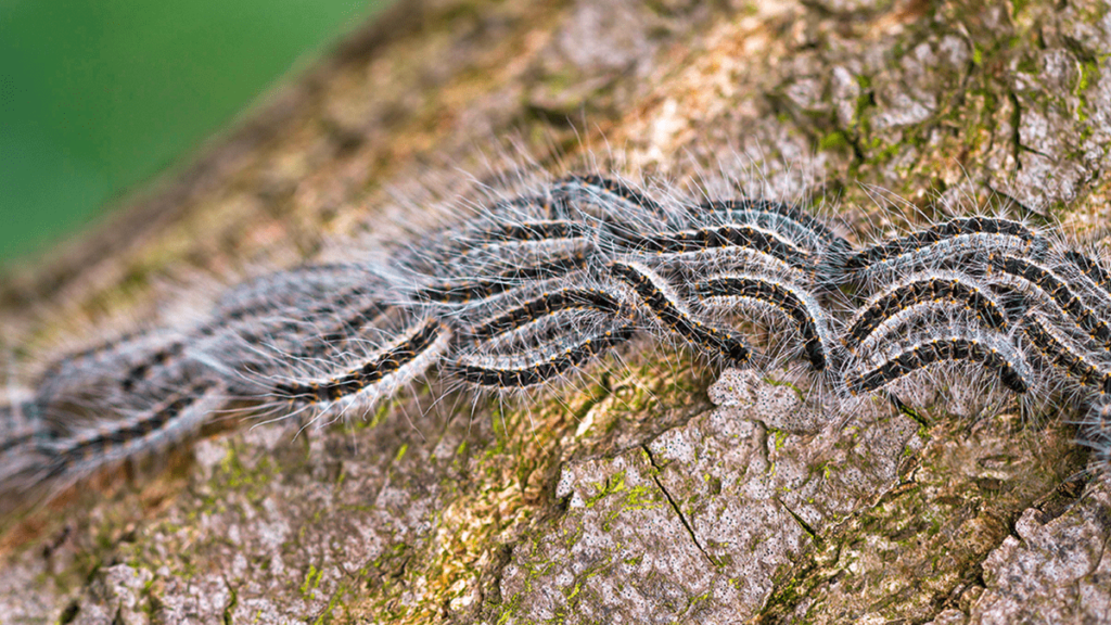 Overlast eikenprocessierups; meld het bij de gemeente Dalfsen