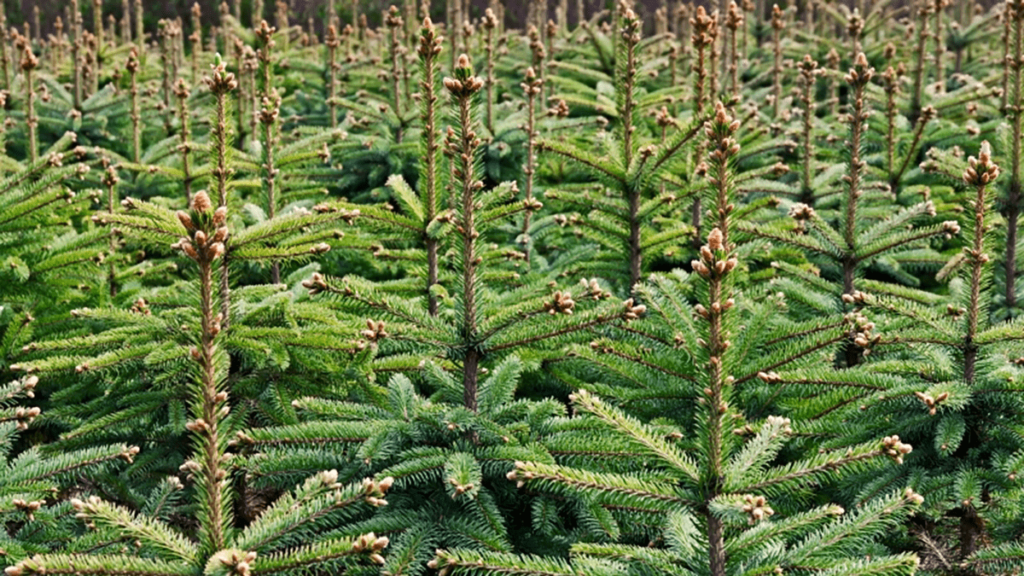 Alle bomen verzamelen