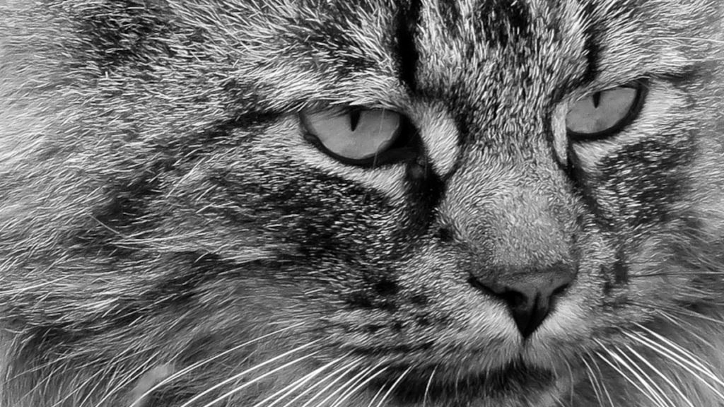 Expositie Fotoclub Dalfsen in het gemeentehuis Expositie Fotoclub Dalfsen in het gemeentehuis