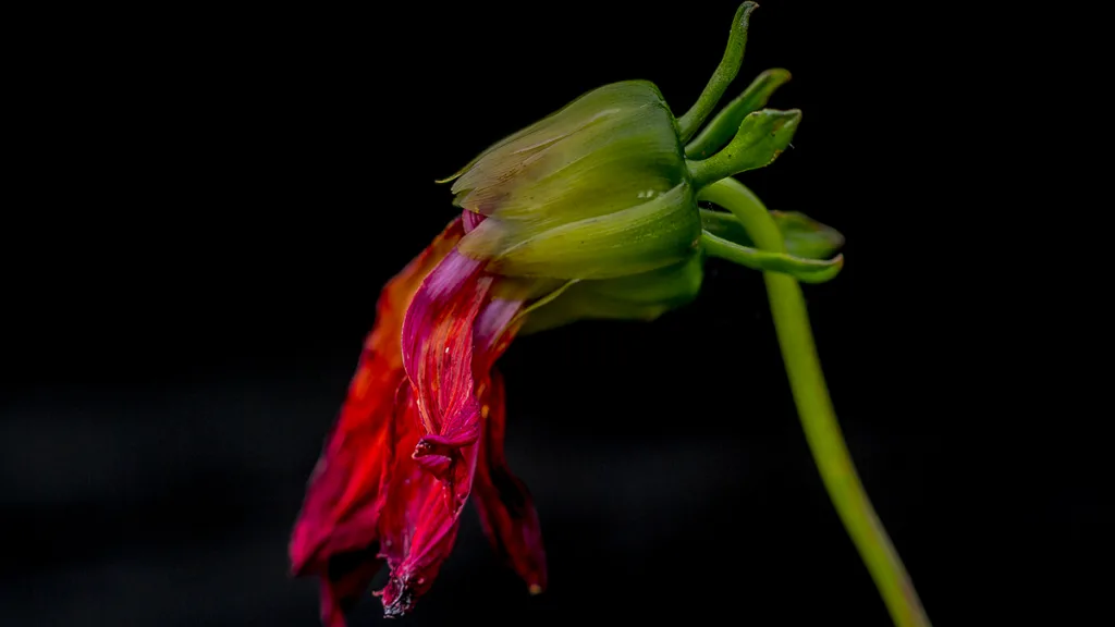 Foto-expositie &#8216;Met brede blik dichtbij huis&#8217; in Dalfsen