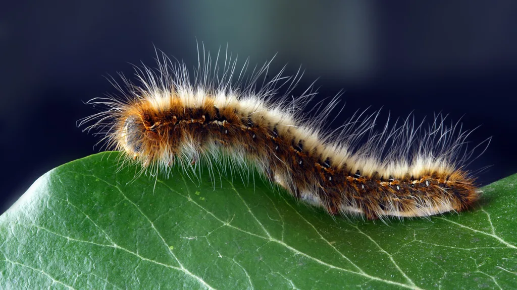 Gemeente Dalfsen start bestrijding eikenprocessierups
