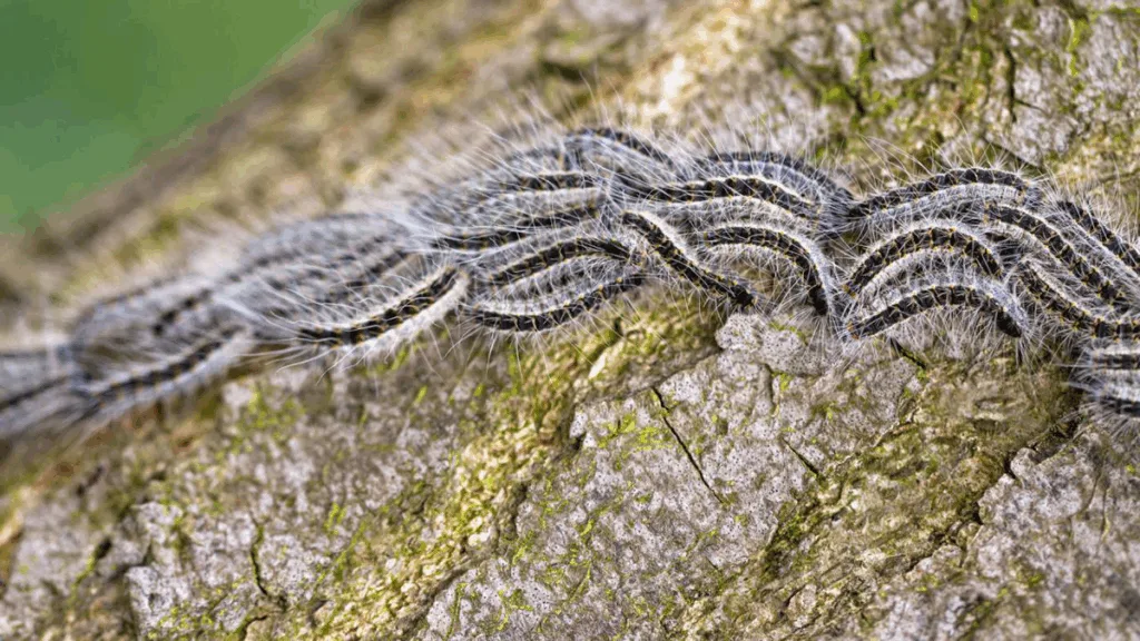 Dalfsen ziet af van bezuiniging op bestrijding eikenprocessierups Dalfsen ziet af van bezuiniging op bestrijding eikenprocessierups