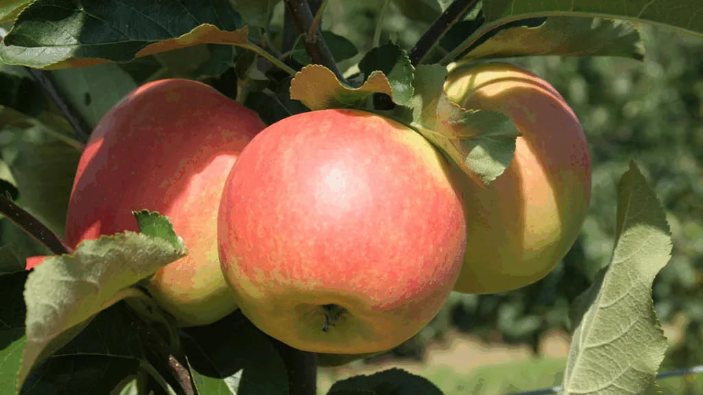 Nieuwe straatnamen op komst voor nieuwbouwwijken Dalfsen Nieuwe straatnamen op komst voor nieuwbouwwijken Dalfsen